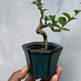 Bonsai mini Bonsai mini, bonsai